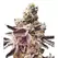 Purple Cookies - Platinum Seeds