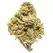 Acapulco Gold - Platinum Seeds