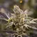 Do-Si-Dos - Platinum Seeds
