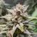 Fat Bastard - Platinum Seeds