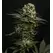 GMO - Platinum Seeds