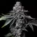 Gator Breath - Platinum Seeds