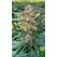 Gelato - Platinum Seeds