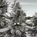 Moonshine Cookies - Platinum Seeds
