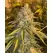 Motor Breath - Platinum Seeds