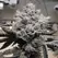 Triangle Kush - Platinum Seeds