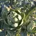 Artichoke, Green Globe - 1/2oz
