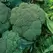 Broccoli, Waltham - 1/2oz