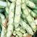 Beans, Fava Broad Windsor - 1lb