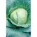 CABBAGE, EARY FLT DUTCH 1/2 OZ EACH