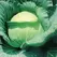 CABBAGE, EARY RND DUTCH 1/2 OZ EACH