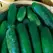 CUCUMBER, MARKETER 1 LB. EACH