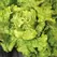 LETTUCE, GREEN ICE 1/2 OZ. EACH