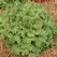 LETTUCE, HANSON - 1/2 OZ EACH