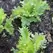 LETTUCE, SUMMERTIME 1/2 LB. EACH