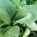 Mustard, Florida Broadleaf - 4oz