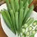 Okra, Perkins Long Pod - 1/2oz