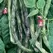 Beans, Rattlesnake Pole - 25lb