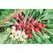 Radish, Easter Egg - 1lb