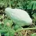 Squash, Improved Green Hubbard - 1/2lb