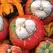 Squash, Turks Turban - 1/2oz