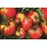 Tomato, Oxheart - 1/2oz