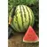 Watermelon, Dixie Queen - 1/2oz