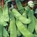 PEAS, DWARF GREY SUGAR 25