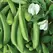 PEAS, CASCADIA 50