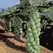 Brussel Sprouts, Jade Cross Hybrid - 1,000 Seed Count