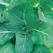 Collards, Georgia - 1,000 Seed Count