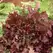 Lettuce, Red Salad Bowl - 5,000 Seed Count