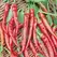 Peppers, Cayenne Long Red Thin - 5,000 Seed Count
