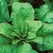 Spinach, Bloomsdale Long Standing - 1,000 Seed Count