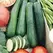 Squash, Dark Green Zucchini 1,000 Seed Count
