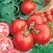 Tomato, Marglobe - 1lb