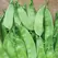 Peas, Oregon Sugar Pod II - 25lb