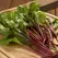 Beets, Bull'S Blood - 1/2oz
