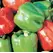 Peppers, Yolo Wonder - 1,000 Seed Count
