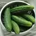 Cucumber, Patio Snacker 100 Seed Count
