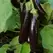 Eggplant, Hansel - 100 Seed Count