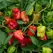 Peppers, Cajun Belle 100 Seed Count