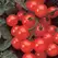 Tomato, Husky Cherry Red - 100 Seed Count