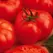 Tomato, Beefmaster Treated - 100 Seed Count