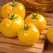 Tomato, Lemon Boy Hybrid Treated - 100 Seed Count