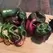 Peppers, Ancho - 1,000 Seed Count