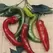 Peppers, Anaheim Chile - 5,000 Seed Count