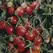 Tomato, Amish Salad - 100 Seed Count