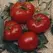 Tomato, Brandywine Red Potato Leaf - 100 Seed Count