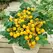 Tomato, Patio Choice Yellow - 500 Seed Count